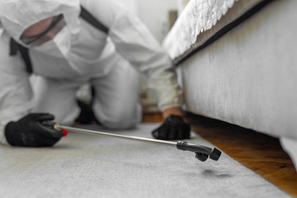 Professional Bed Bug Control technician working in Burlington, KY